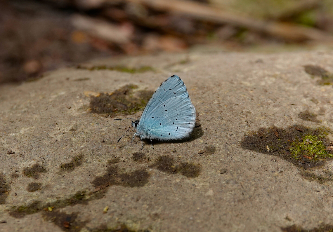 Holly Blue - Celastrina argiolus Mili Gorge, Crete.  Celastrina argiolus,Geotagged,Greece,Holly Blue,Spring