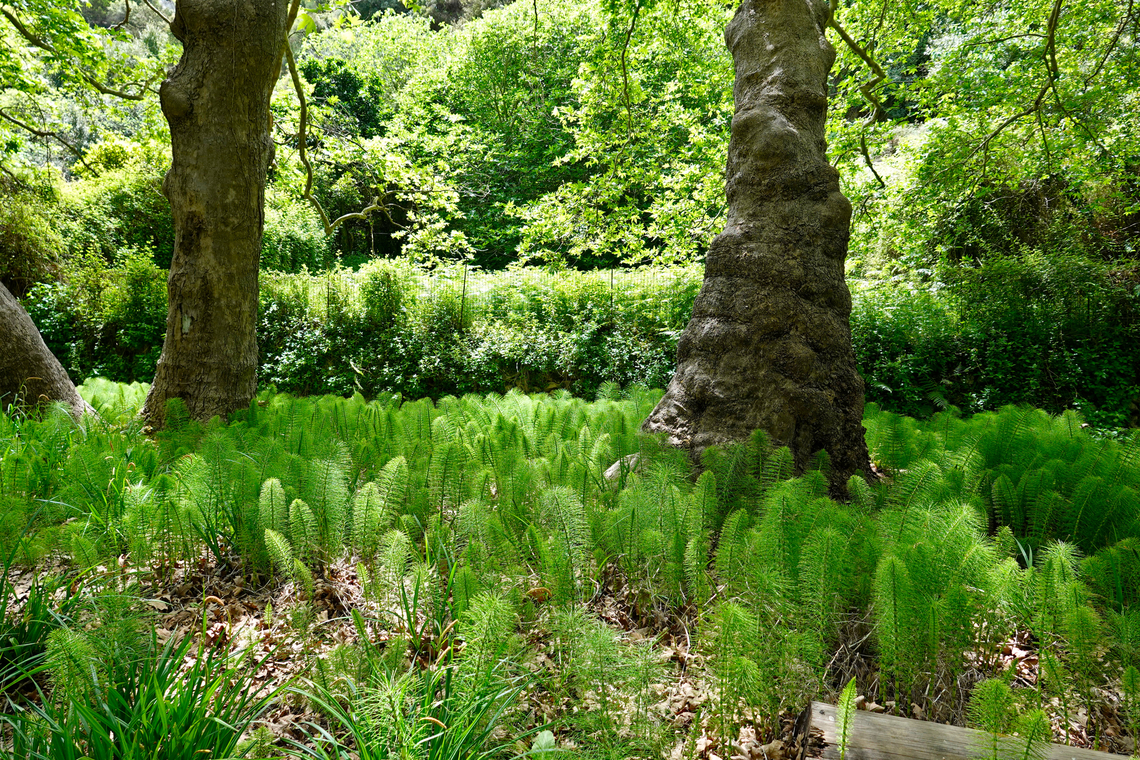 Northern Giant Horsetail - Equisetum telmateia Mili Gorge, Crete.  Equisetum telmateia,Geotagged,Greece,Northern Giant Horsetail,Spring