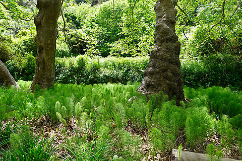 Northern Giant Horsetail - Equisetum telmateia Mili Gorge, Crete.  Equisetum telmateia,Geotagged,Greece,Northern Giant Horsetail,Spring