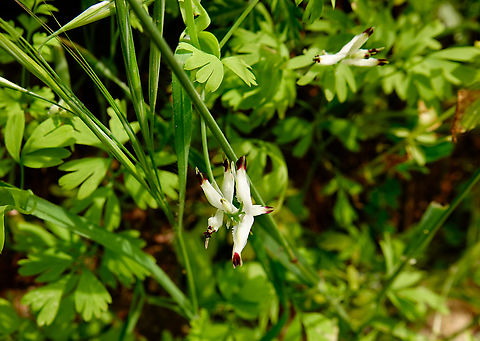 White ramping fumitory - Fumaria capreolata Mili Gorge, Crete.  Fumaria capreolata,Geotagged,Greece,Spring,White ramping fumitory