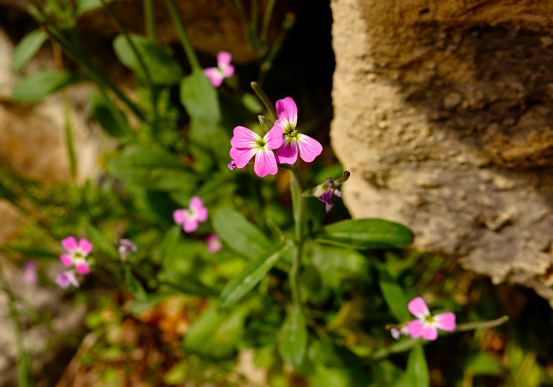 Nodding Stock - Malcomia flexuosa Mili Gorge, Crete.  Geotagged,Greece,Malcomia flexuosa,Nodding Stock,Spring