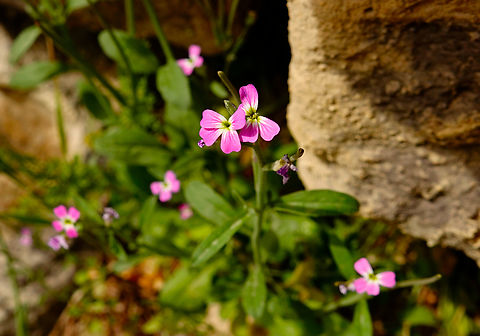 Nodding Stock - Malcomia flexuosa Mili Gorge, Crete.  Geotagged,Greece,Malcomia flexuosa,Nodding Stock,Spring