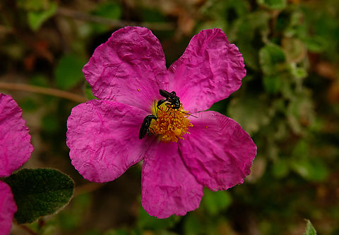 Oedemera cretica Mili Gorge, Crete. Geotagged,Greece,Spring