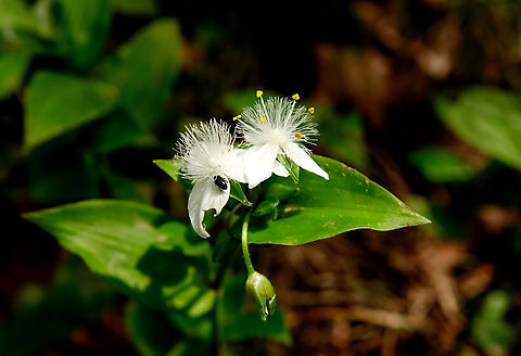Small-leaf Spiderwort - Tradescantia fluminensis Mili Gorge, Crete.  Geotagged,Greece,Small-leaf Spiderwort,Spring,Tradescantia fluminensis