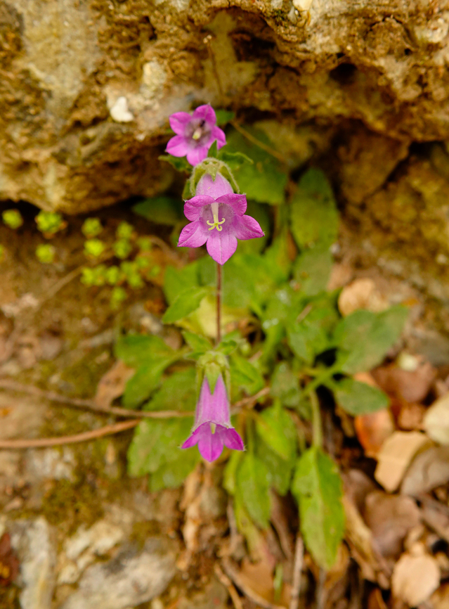 Bellflower - Campanula tubulosa Mili Gorge, Crete.  Bellflower,Campanula tubulosa,Geotagged,Greece,Spring