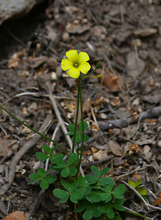 Bermuda buttercup - Oxalis pes-caprae Mili Gorge, Crete. Bermuda buttercup,Geotagged,Greece,Oxalis pes-caprae,Spring