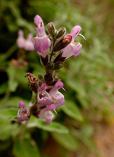 Greek Sage - Salvia fruticosa Mili Gorge, Crete. Greek Sage,Salvia fruticosa
