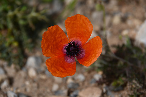 Papaver apulum Visual ID based on:
http://www.cretanflora.com/papaver_apulum.html
https://portal.cybertaxonomy.org/flora-greece/cdm_dataportal/taxon/eb9c0d63-4851-43cb-a0d0-9625f36c1e3d
Imbros Gorge, Crete. Geotagged,Greece,Papaver apulum,Peacock Poppy,Spring