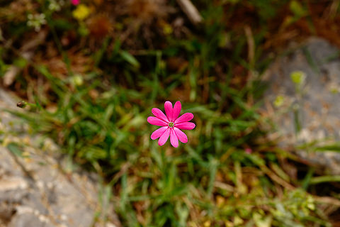 Cretan catchfly - Silene cretica Visual ID based on:
http://www.cretanflora.com/silene_cretica.html
Imbros Gorge, Crete. Cretan catchfly,Geotagged,Greece,Silene cretica,Spring