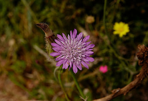 Knautia integrifolia Imbros Gorge, Crete. Geotagged,Greece,Knautia integrifolia,Spring