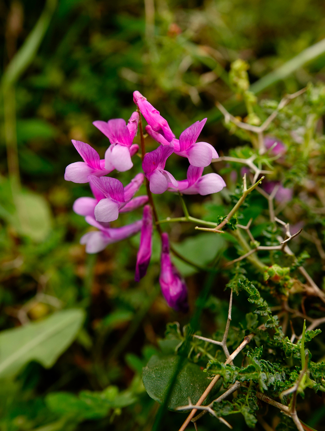 Vicia_tenuifolia (possibly ssp. dalmatica) Visual ID based on:<br />
<a href="http://www.cretanflora.com/Vicia" rel="nofollow">http://www.cretanflora.com/Vicia</a> tenuifolia.html<br />
The color is possibly more pink due to my camera settings!<br />
Imbros Gorge, Crete. Geotagged,Greece,Spring,Vicia tenuifolia
