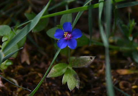 Scarlet pimpernel - Anagallis arvensis Imbros Gorge, Crete. Anagallis arvensis,Geotagged,Greece,Scarlet pimpernel,Spring