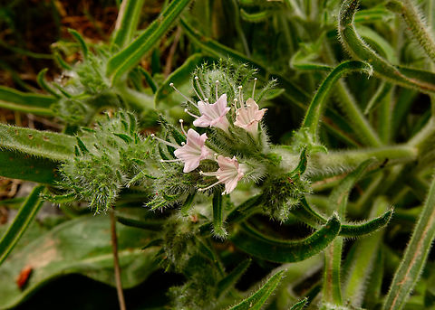 Italian viper's bugloss - Echium italicum Imbros Gorge, Crete. Echium italicum,Geotagged,Greece,Italian viper's bugloss,Spring