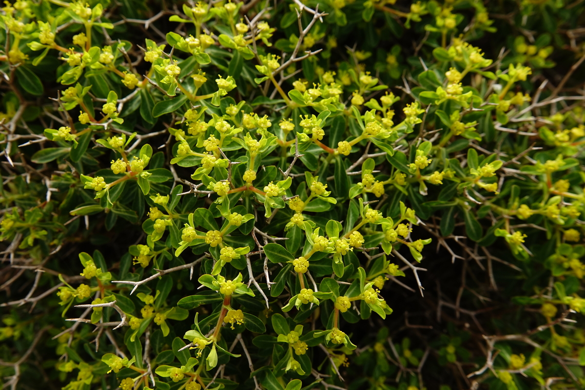 Greek Spiny Spurge - Euphorbia acanthothamnos Imbros Gorge, Crete. Euphorbia acanthothamnos,Geotagged,Greece,Greek Spiny Spurge,Spring