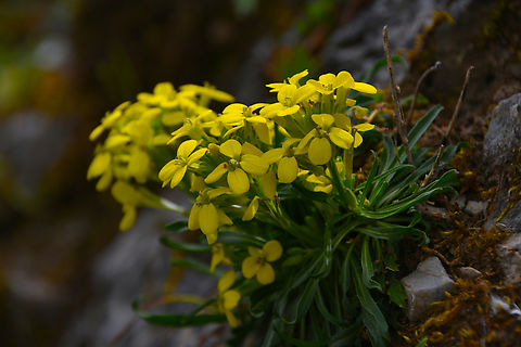 Erysimum raulinii Imbros Gorge, Crete. Erysimum raulinii,Geotagged,Greece,Spring