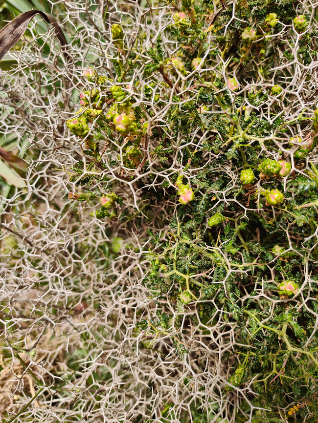 Spiny Burnet - Sarcopoterium spinosum Imbros Gorge, Crete. Geotagged,Greece,Sarcopoterium spinosum,Spiny Burnet,Spring