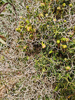 Spiny Burnet - Sarcopoterium spinosum Imbros Gorge, Crete. Geotagged,Greece,Sarcopoterium spinosum,Spiny Burnet,Spring