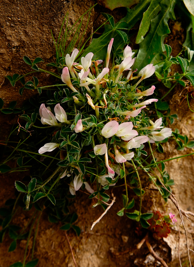 One-flowered Clover - Trifolium uniflorum Imbros Gorge, Crete. Geotagged,Greece,One-flowered Clover,Spring,Trifolium uniflorum