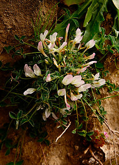 One-flowered Clover - Trifolium uniflorum Imbros Gorge, Crete. Geotagged,Greece,One-flowered Clover,Spring,Trifolium uniflorum
