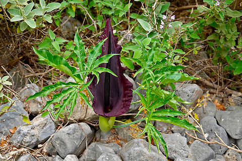 Dragon Arum - Dracunculus vulgaris Imbros Gorge, Crete.  Dracunculus vulgaris,Dragon Arum,Geotagged,Greece,Spring