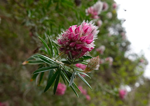 Cretan Ebony - Ebenus cretica Imbros Gorge, Crete.  Cretan Ebony,Ebenus cretica,Geotagged,Greece,Spring