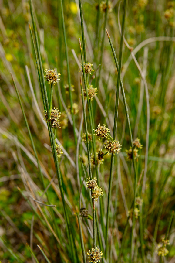Juncus acutus Lake Kournas, Crete. Geotagged,Greece,Juncus acutus,Spring