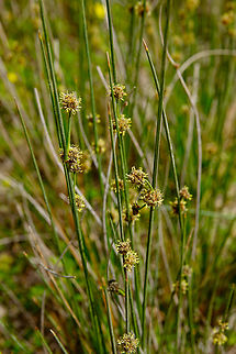 Juncus acutus Lake Kournas, Crete. Geotagged,Greece,Juncus acutus,Spring