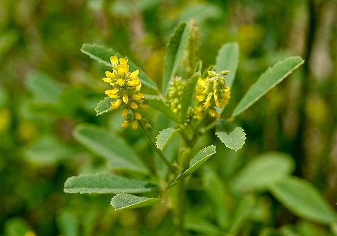 Sweet Clover - Melilotus_indicus Lake Kournas, Crete.  Geotagged,Greece,Melilotus indicus,Spring,Sweet Clover