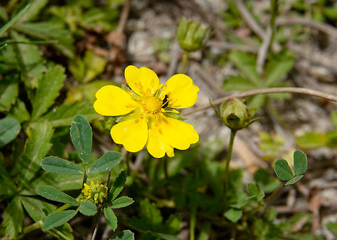 Creeping cinquefoil - Potentilla reptans Lake Kournas, Crete.  Creeping cinquefoil,Geotagged,Greece,Potentilla reptans,Spring