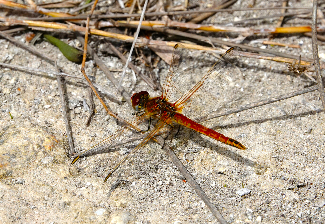 Red-veined darter - Sympetrum fonscolombii Lake Kournas, Crete.  Geotagged,Greece,Red-veined darter,Spring,Sympetrum fonscolombii