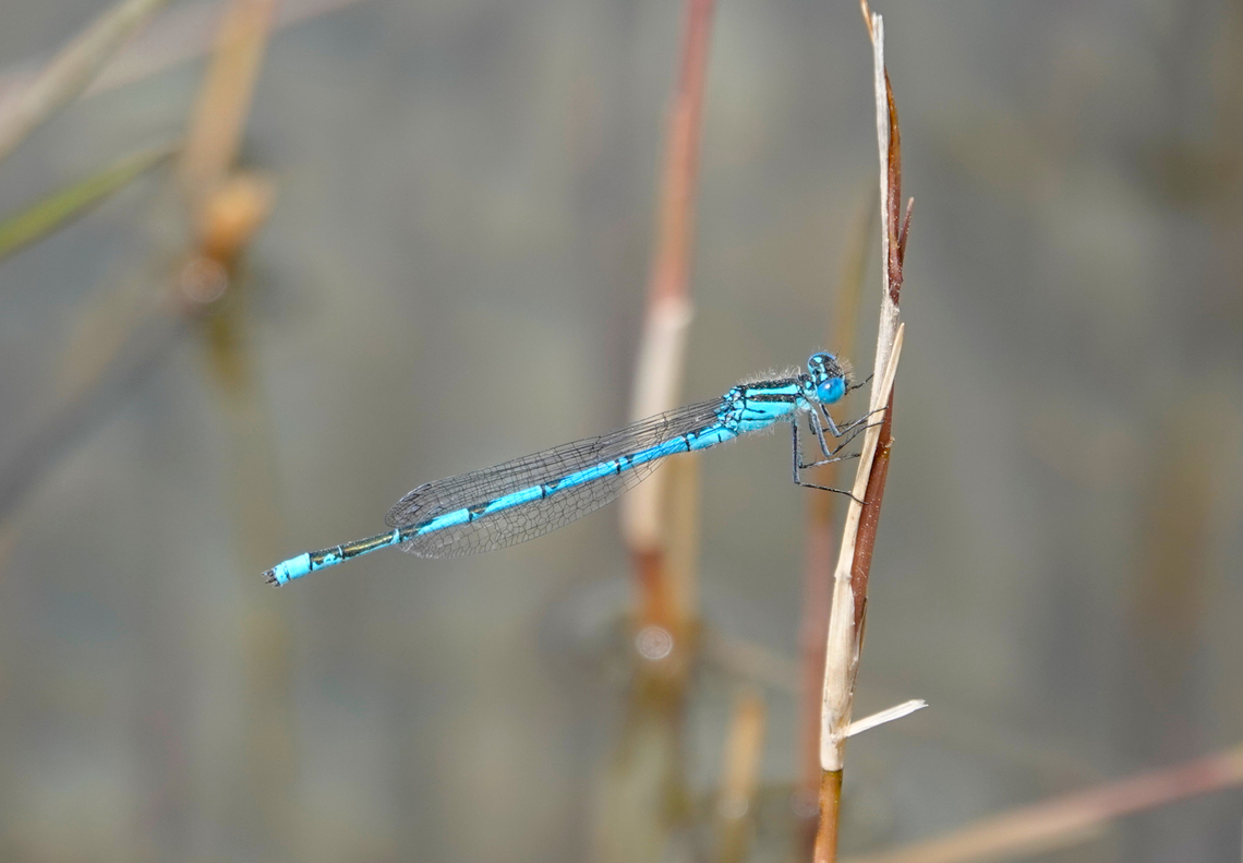 Goblet-marked damselfly - Erythromma lindenii Lake Kournas, Crete. Erythromma lindenii,Geotagged,Goblet-marked damselfly,Greece,Spring