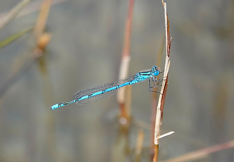Goblet-marked damselfly - Erythromma lindenii Lake Kournas, Crete. Erythromma lindenii,Geotagged,Goblet-marked damselfly,Greece,Spring