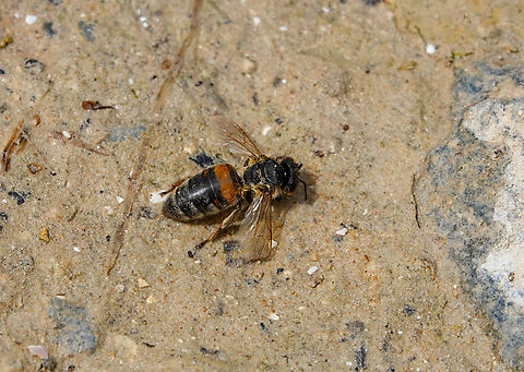Unidentified Bee Lake Kournas, Crete. Geotagged,Greece,Spring