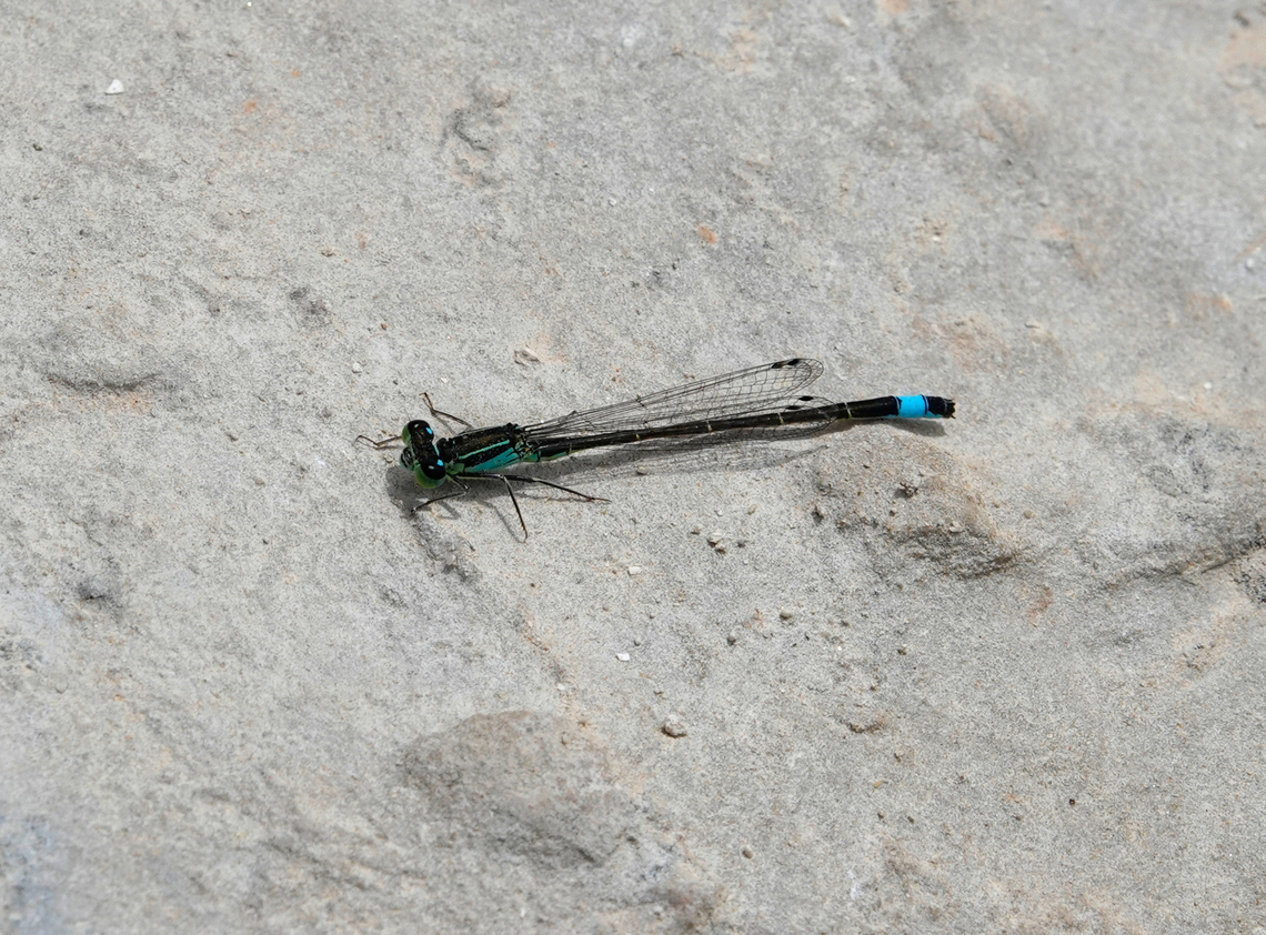 Unidentified damselfly Looks like Ischnura but I don&#039;t know the species yet.<br />
Lake Kournas, Crete. Geotagged,Greece,Spring