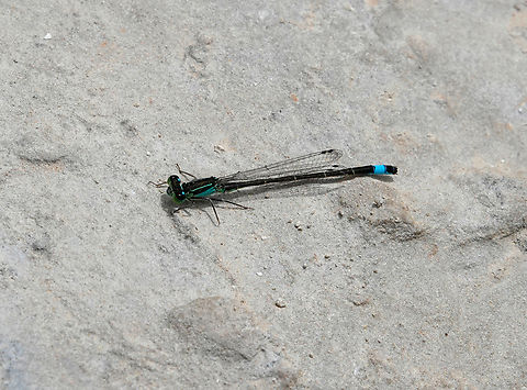 Unidentified damselfly Looks like Ischnura but I don't know the species yet.
Lake Kournas, Crete. Geotagged,Greece,Spring