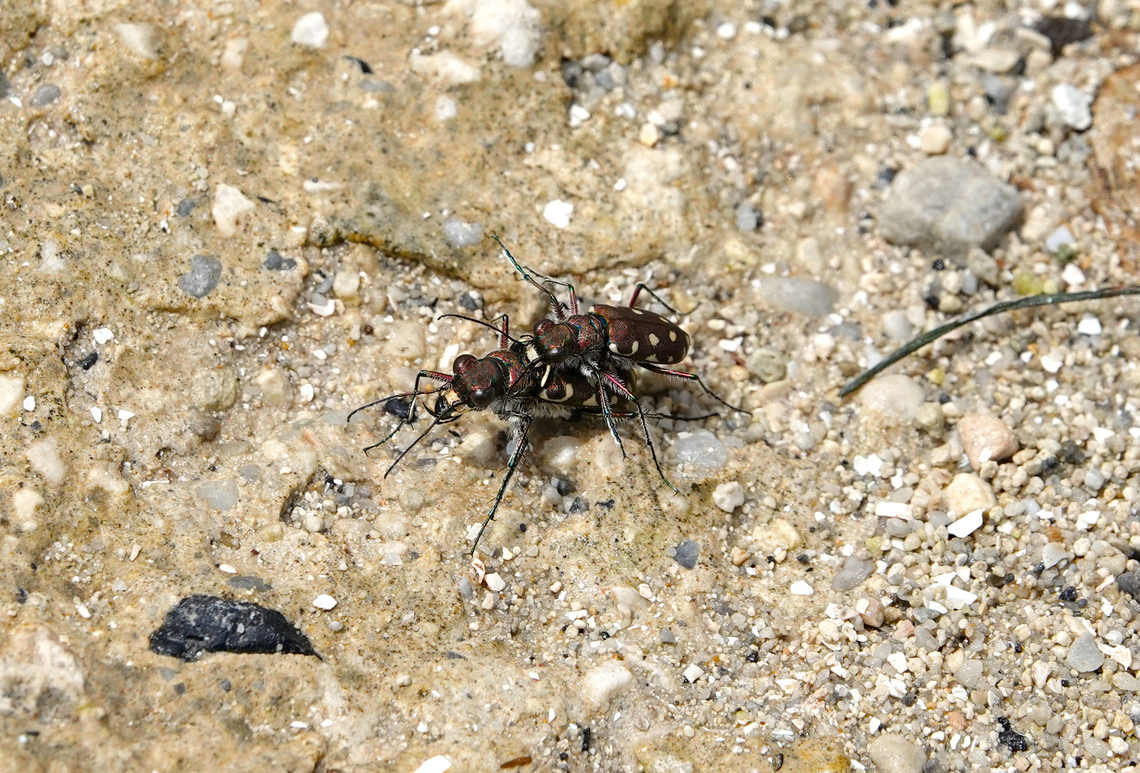 Littoral tiger beetle - Cicindela littoralis Lake Kournas, Crete. Calomera littoralis,Cicindela (Calomera) littoralis,Geotagged,Greece,Littoral Tiger Beetle,Spring