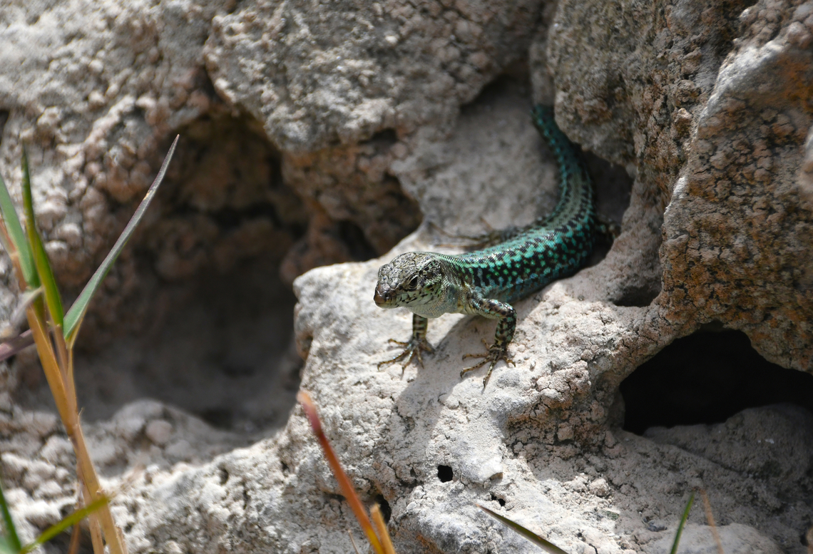 Cretan wall lizard - Podarcis cretensis Lake Kournas, Crete. Cretan wall lizard,Geotagged,Greece,Podarcis cretensis,Spring
