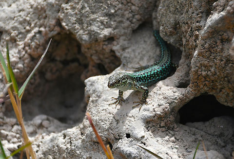 Cretan wall lizard - Podarcis cretensis Lake Kournas, Crete. Cretan wall lizard,Geotagged,Greece,Podarcis cretensis,Spring