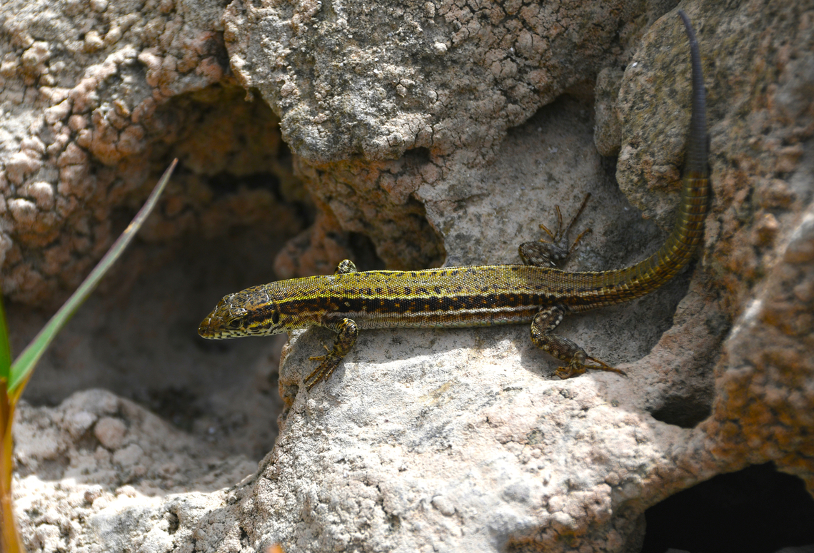 Cretan wall lizard - Podarcis cretensis Lake Kournas, Crete. Geotagged,Greece,Spring