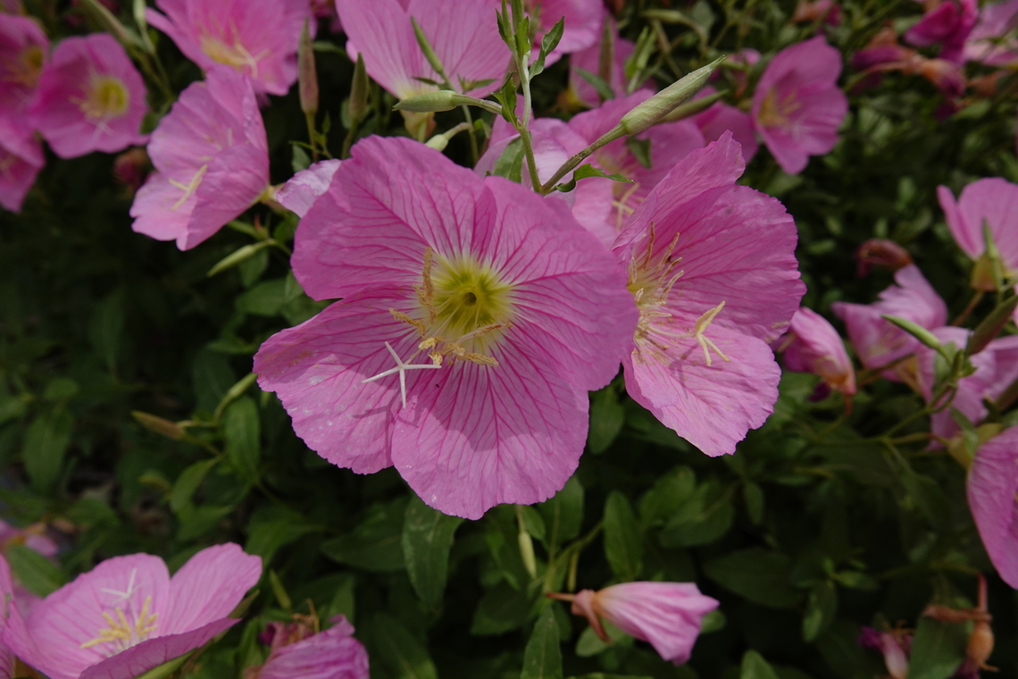Pink evening primrose - Oenothera speciosa Just a nice garden plant in Georgiopoulis town, Crete. Geotagged,Greece,Oenothera speciosa,Pink evening primrose,Spring