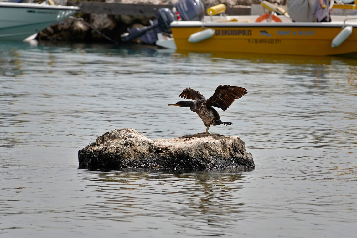 European shag - Gulosus aristotelis Georgioupoli, Crete. European Shag,European shag,Geotagged,Greece,Gulosus aristotelis,Phalacrocorax aristotelis,Spring