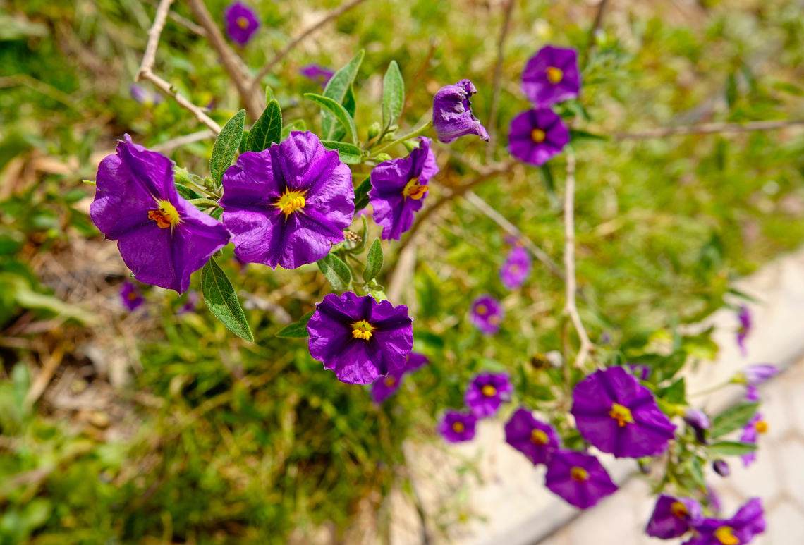 Solanum rantonnetii Garden in Georgiopouli, Crete. Geotagged,Greece,Lycianthes rantonnetii,Spring