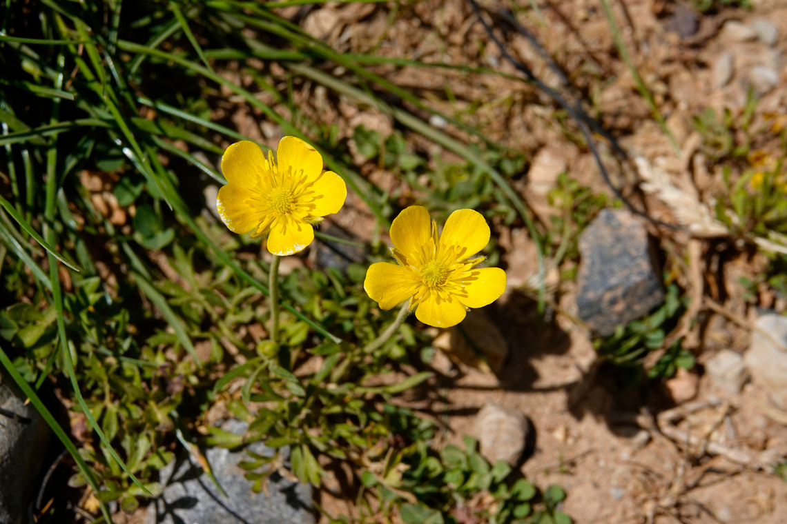 Bulbous buttercup - Ranunculus neapolitanus Omalos Plateau, Crete. Bulbous buttercup,Geotagged,Greece,Ranunculus neapolitanus,Spring