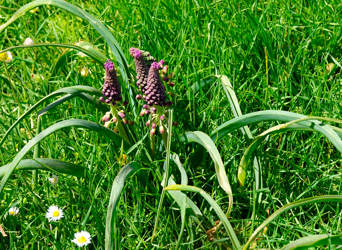 Tassel Hyacinth - Leopoldia comosa Omalos Plateau, Crete.  Geotagged,Greece,Leopoldia comosa,Muscari comosum,Spring,Tassel Hyacinth,Tassel grape hyacinth
