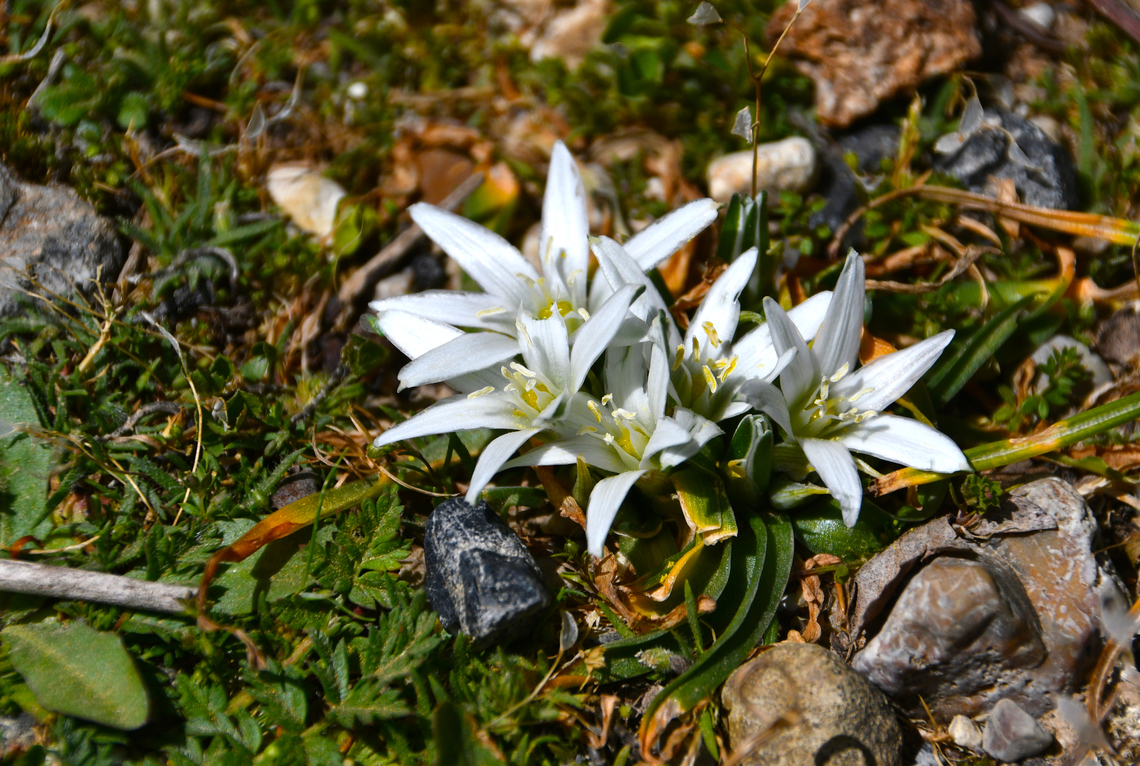 Ornithogalum sigmoideum syn. sibthorpii Omalos Plateau, Crete.  Geotagged,Greece,Ornithogalum sigmoideum,Spring