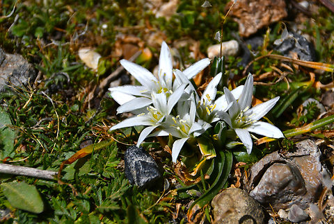 Ornithogalum sigmoideum syn. sibthorpii Omalos Plateau, Crete.  Geotagged,Greece,Ornithogalum sigmoideum,Spring