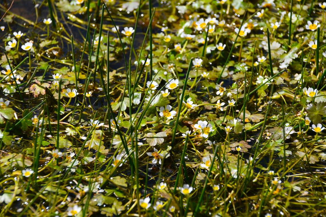 Common water-crowfoot - Ranunculus aquatilis Omalos Plateau, Crete.  Common water-crowfoot,Geotagged,Greece,Ranunculus aquatilis,Spring