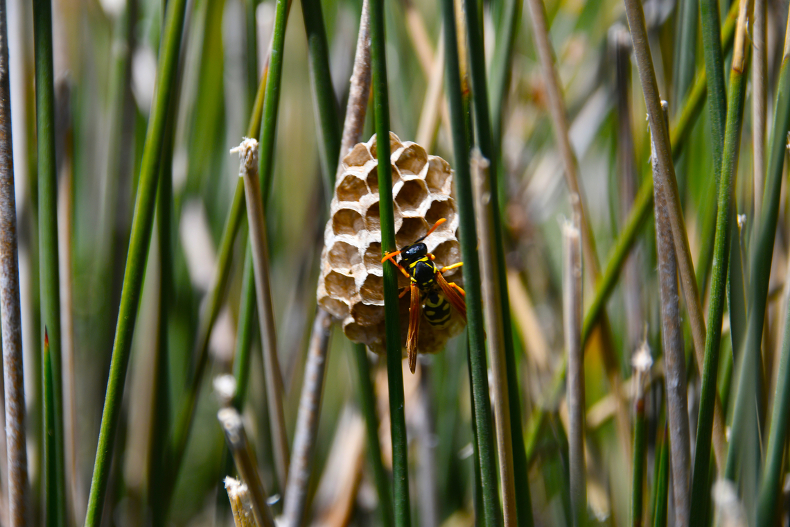 Paper Wasp - Polistes gallicus Omalos Plateau, Crete.  Geotagged,Greece,Polistes gallicus,Spring