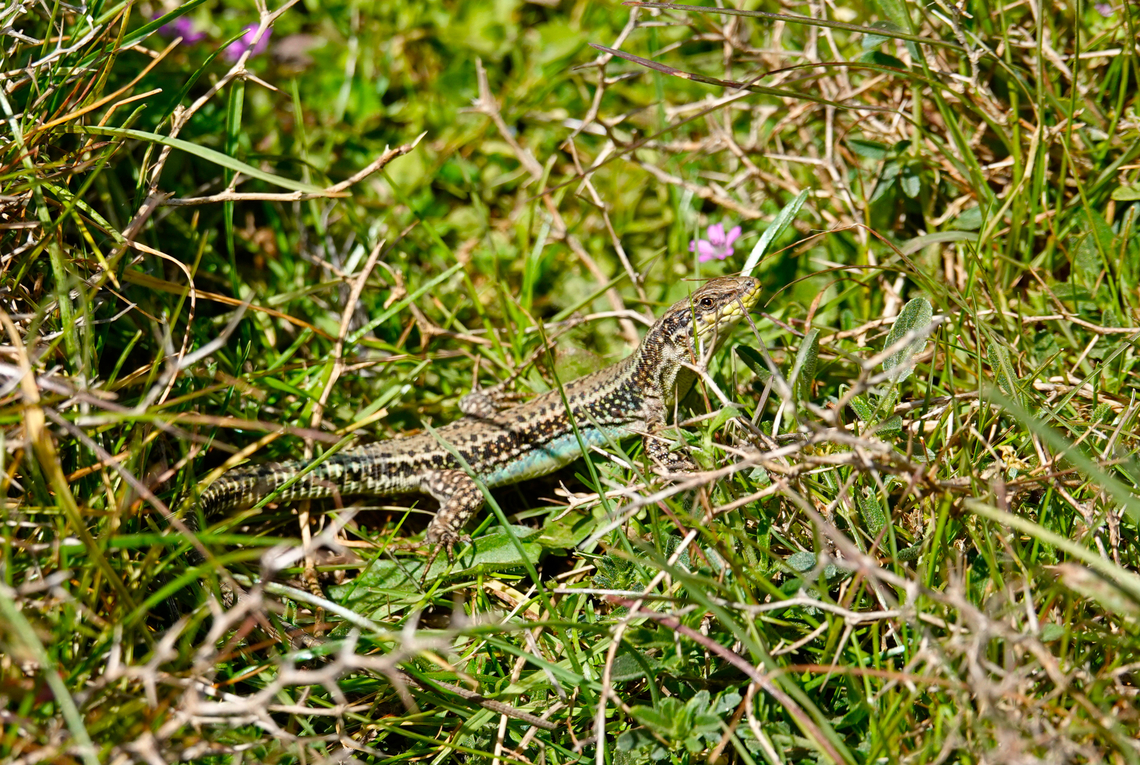 Cretan wall lizard - Podarcis cretensis Omalos Plateau, Crete.  Cretan wall lizard,Geotagged,Greece,Podarcis cretensis,Spring