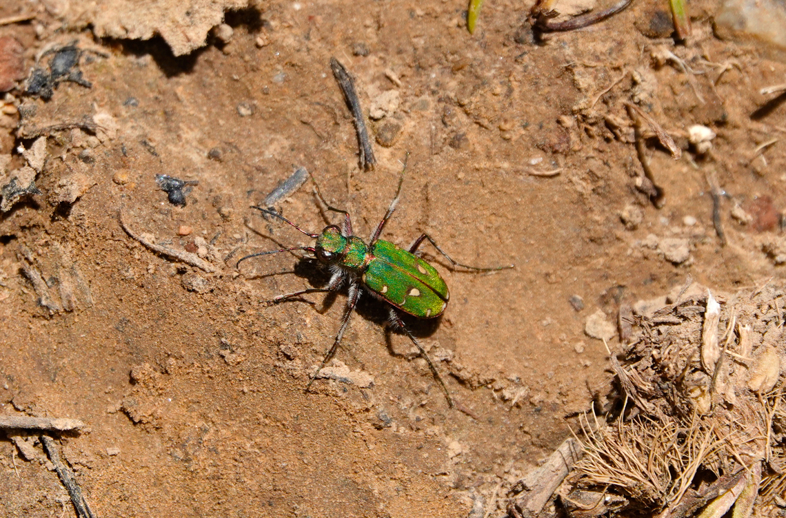 Green Tiger Beetle - Cicindela campestris Omalos Plateau, Crete.  Cicindela campestris,Geotagged,Greece,Green Tiger Beetle,Spring